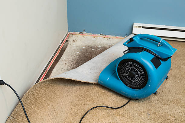 Best Mold removal after water damage  in Cheval, FL